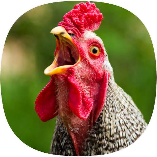 Chicken Ringtones 1.2