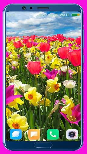 Tulips Flower Wallpaper Best 4K screenshot 1