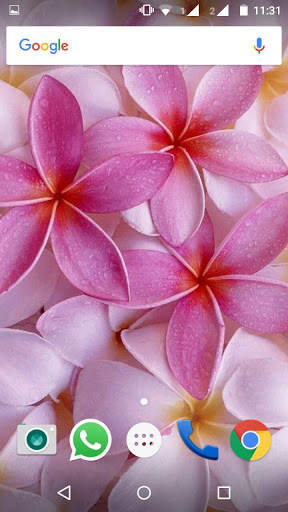 Plumeria Flower HD Wallpaper screenshot 6