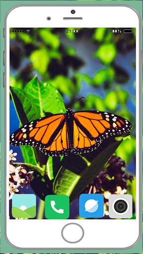 Butterfly Full HD Wallpaper screenshot 9