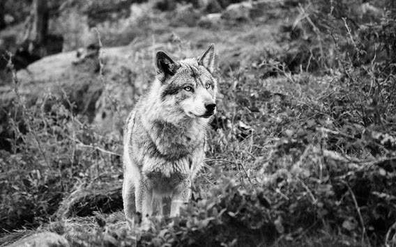 Wolves Voices live wallpaper screenshot 4