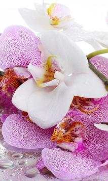 Orchide Glamour live wallpaper screenshot 2