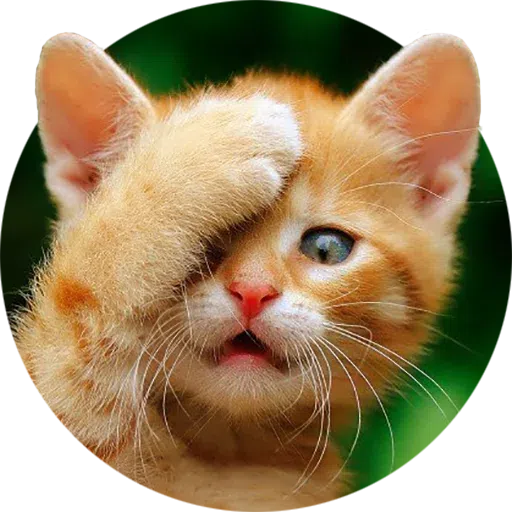Funny Cat Stickers - WASticker icon