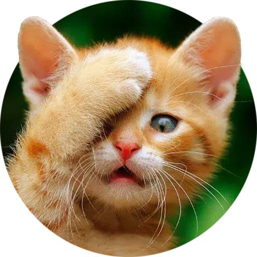 Funny Cat Stickers - WASticker 1.0