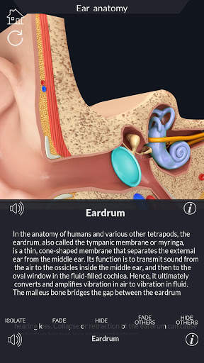 My Ear Anatomy screenshot 3