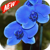 Orchid icon