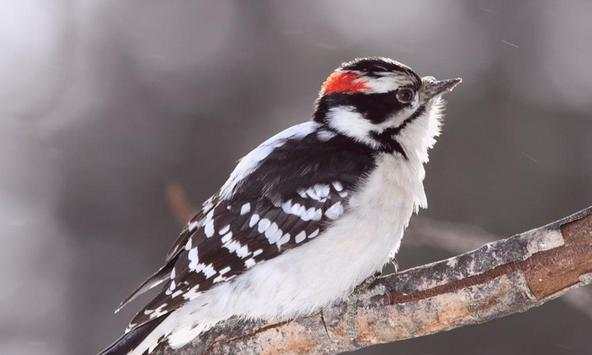 Woodpecker Wallpapers screenshot 1