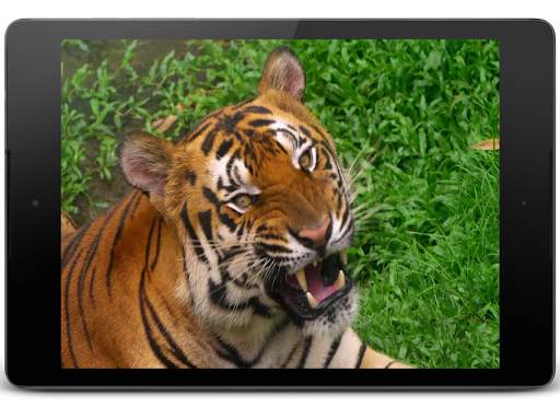 4K Video Live Wallpaper screenshot 2