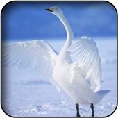 Swan Wallpapers 5.0