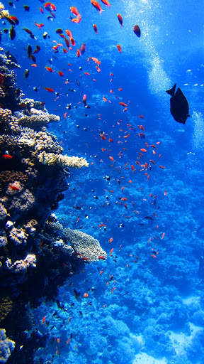 Fish Lock Screen Live Wallpaper 6 تصوير الشاشة