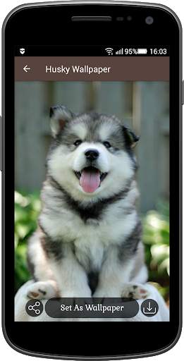 Husky Wallpaper screenshot 4