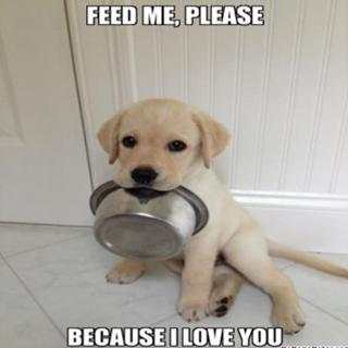 Cute and Funny Animals screenshot 9
