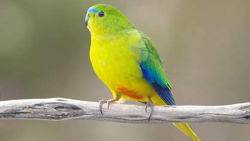 Parrots Live Wallpaper : 7fon & LWP screenshot 9