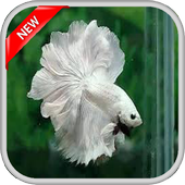 400   Betta Fish icon