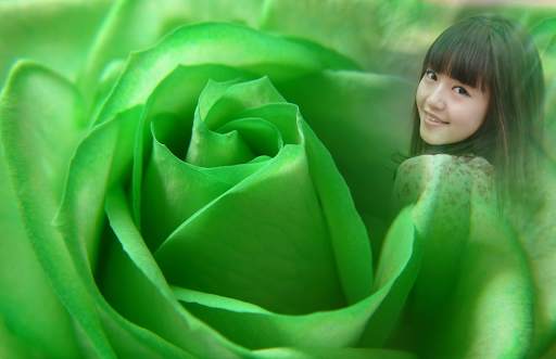 Macro Rose Photo Frames screenshot 4