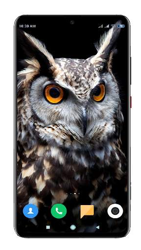 Owl Wallpaper HD screenshot 9