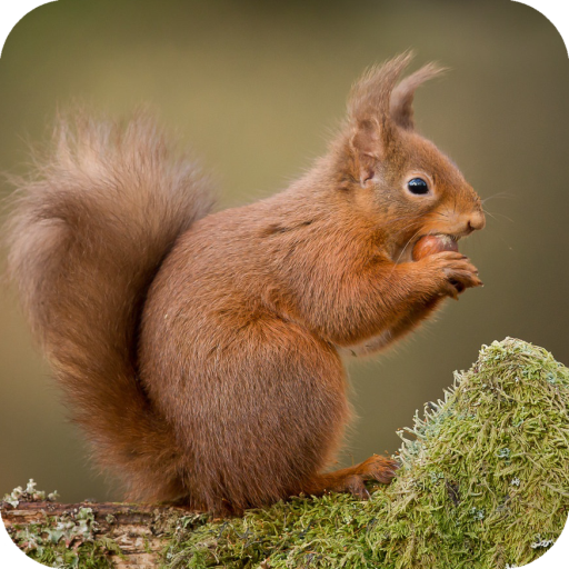 Squirrel Wallpaper icon