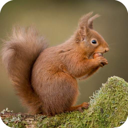 Squirrel Wallpaper 1.01