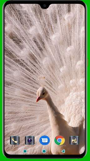 Peacock HD Wallpaper screenshot 5