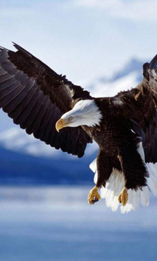 Eagle Live Wallpaper screenshot 3