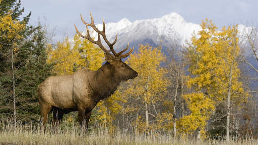 Forest Animal Wild Simulator screenshot 1