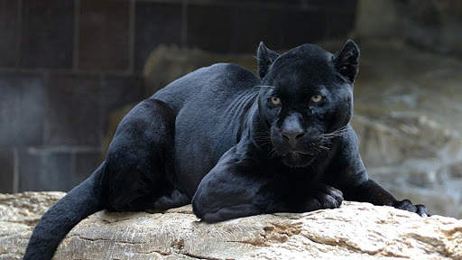 Panther Wallpapers: backgrounds hd screenshot 14