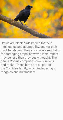 Crow Bird Fact screenshot 1