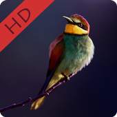 Animal Wallpapers HD 1.0