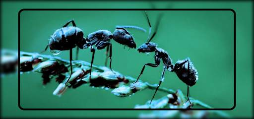 Ant Wallpaper screenshot 8