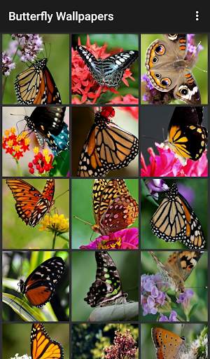 Butterfly Wallpapers screenshot 2