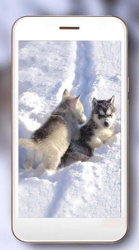 Husky Voice Live Wallpaper screenshot 6