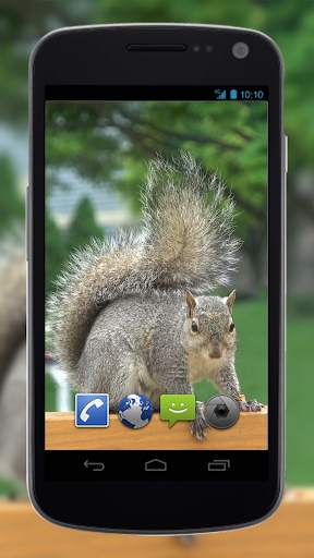 4K Park Squirrel Video Live Wallpaper screenshot 2