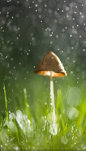 Rain Video Live Wallpaper screenshot 1