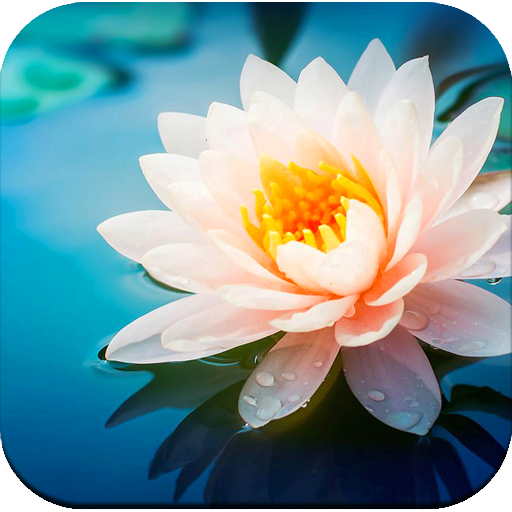Flower wallpaper icon