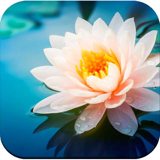 Flower wallpaper 1.04