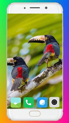 Toucan Bird HD Wallpaper Full HD screenshot 1