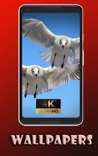 Gull cute bird Wallpaper screenshot 1