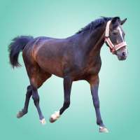 Domestic animals for kids on 9Apps