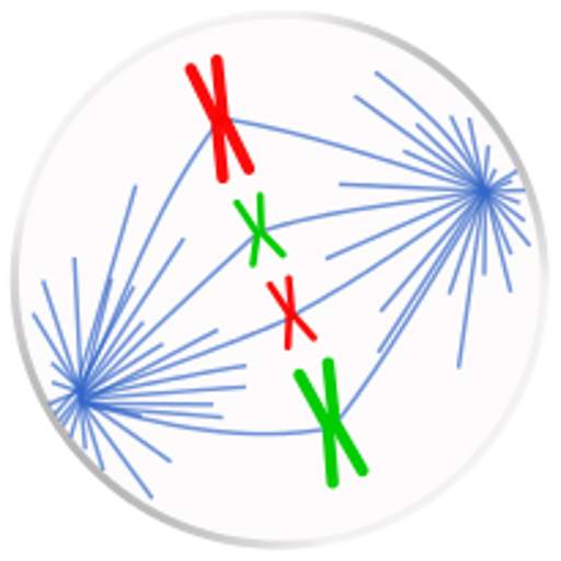 Mitosis, Meiosis and Organelles 4.0
