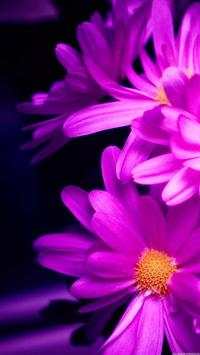 Flower Wallpapers screenshot 10