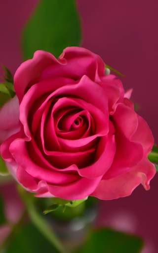 Pink Roses Live Wallpaper screenshot 8