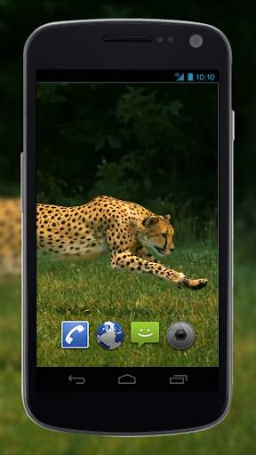 4K Cheetah Sprint Live Wallpaper screenshot 1