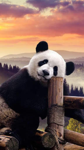 Panda Wallpaper - Cute Panda Wallpapers 🐼 screenshot 5