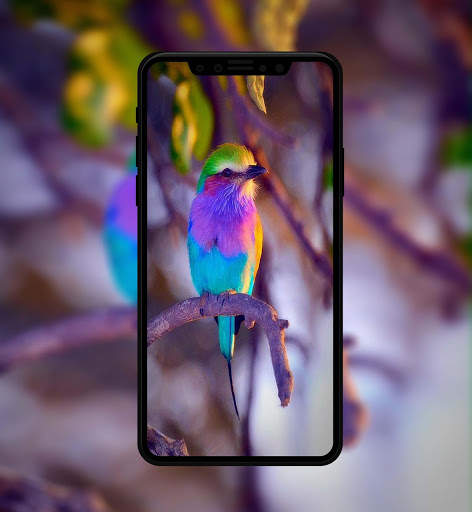 Beautiful Bird Wallpaper 4 تصوير الشاشة