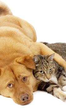 Cats and Dogs Jigsaw Puzzles Game screenshot 2