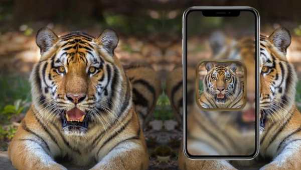 Free Animal Ringtones - Animal Sounds screenshot 2