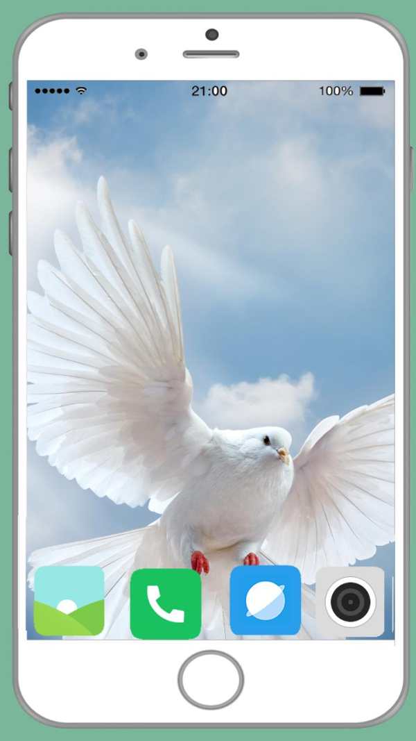 Pigeon Full HD Wallpaper screenshot 15