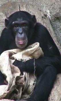 Chimp live wallpaper screenshot 2