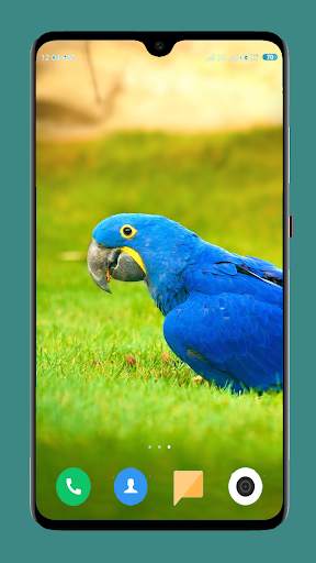 Parrot Wallpapers 4K screenshot 8