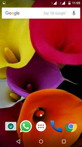 Calla Lilly Wallpapers HD 2 تصوير الشاشة